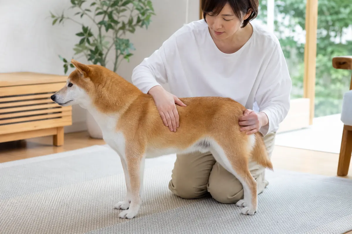 立っている柴犬の肋骨と腰のくびれを手でやさしく確認する飼い主