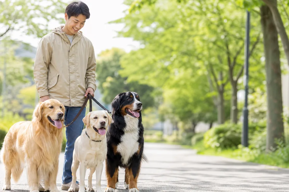 公園で大型犬3頭と歩く飼い主