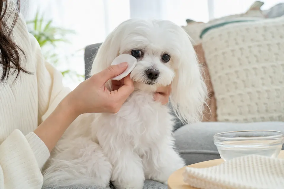 マルチーズの目元を清潔なコットンでやさしく拭く飼い主